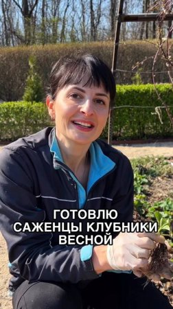 🍓Готовьте саженцы клубники весной, чтобы на следующий год не остаться без урожая✅