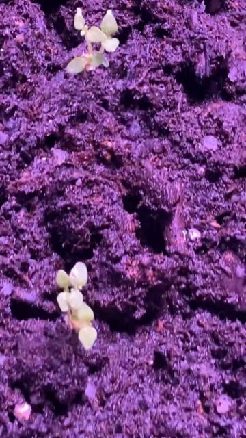 Бакопа 11 дней. смотреть онлайн