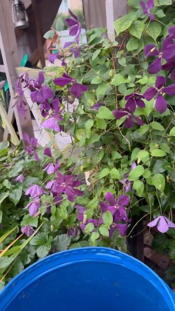 Жара спала и пошел дождь #сад #садоводство #обзорсемян смотреть онлайн