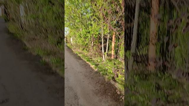 Растения в Васильевском