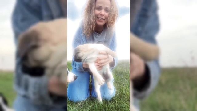 Гуляем по новому участку с собачками на Кубани влог #gar смотреть онлайн