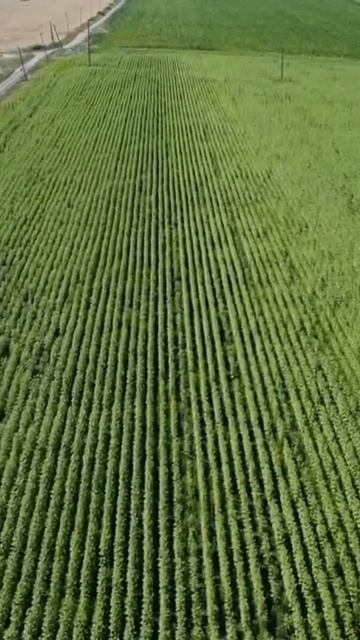 Продажа земли схн 3,2 га в Северском районе Краснодарск смотреть онлайн