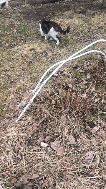 Кот ходит по огороду