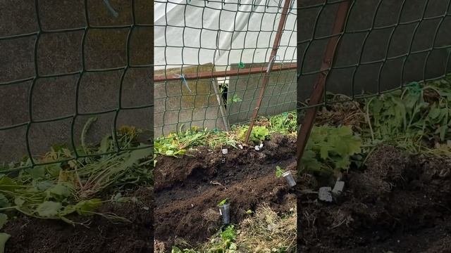 Высадила огурцы, грядка ленивого садовода 🤭😁