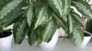 ОБЗОР 100+ ТРОПИЧЕСКИХ РАСТЕНИЙ в однушке у парня!🍃