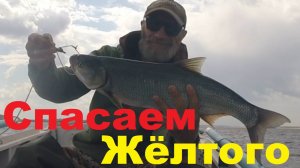 Спасаем ЖЁЛТОГО!
