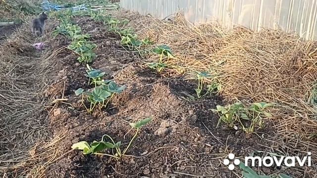 ЦИМУС ДЛЯ КЛУБНИКИ ПРИ ПОСАДКЕ // ВАЦАП ДЛЯ ЗАКАЗА РАСС смотреть онлайн