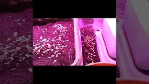 Рассада табака сортов Самсун85 и Гавана. Посев 22.02.2017. Т?