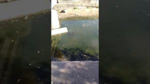 Прогулка по парку 24 сентября сего года. Наблюдаю за ма?