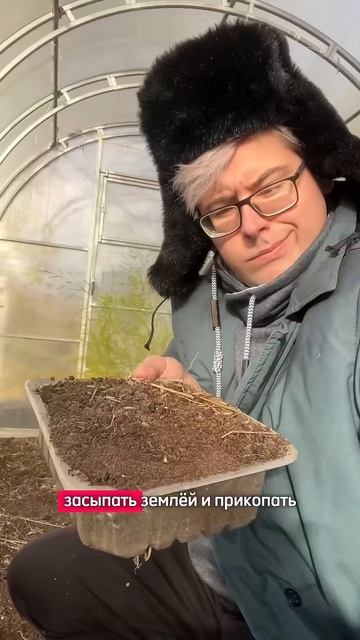 Рассаду томатов больше не выращиваю #дача #огород #лай? смотреть онлайн