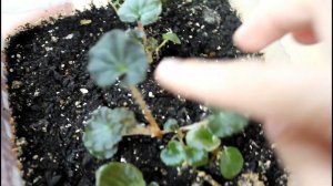 Бегония клубневая и вечноцветущая из семян. Рост и пер