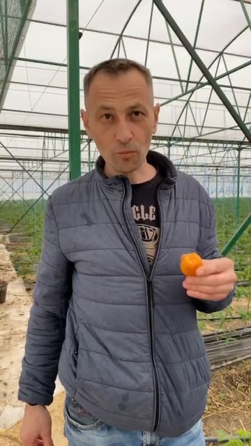 Высадка семян мушмулы #organicfarming #кубанамаркет #произво? смотреть онлайн