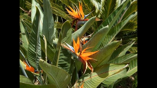 Бог-я ищу только Тебя (God-I am only looking for You) смотреть онлайн