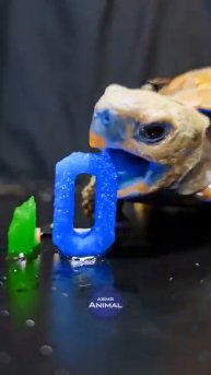 ASMR Mukbang Eating Blue & Green 10 💙💚 Turtle Tortoise