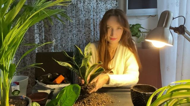 БОЛЬШАЯ ЛАМПОВАЯ ПЕРЕСАДКА комнатных растений