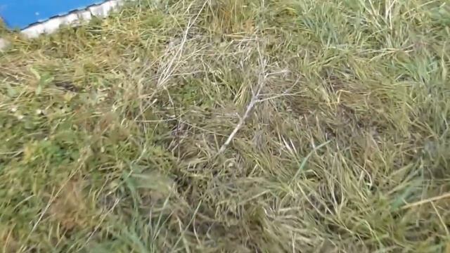 Дерева посаджені мною навколо нашого 5-поверхового будинку смотреть онлайн