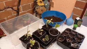 БЕРЕСКЛЕТ ЯПОНСКИЙ ЧЕРЕНКОВАНИЕ.