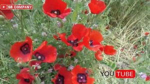 Субхони Саид Лолахо