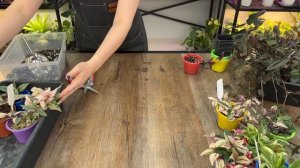 Уход за традесканциями » Обрезка и черенкование в дом?