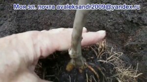 МИНИ  24.09.21г. Посадка саженца магнолии в Подмосковье.