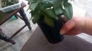 Обзор сеянцев петунии с гибрида Романтик Софи