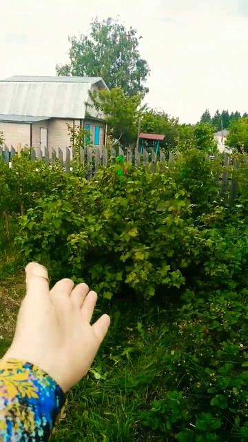 #дача #огород #огородничество смотреть онлайн