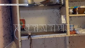 Новые беды расползаются по соседям из квартиры семьи живодёров из университета имени Лобачевского