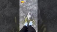 Коты_против_собак_🐾_Кто_победит_Угарные_моменты!_Подборка_приколов