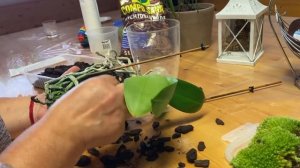 ПЕРЕВАЛКА / ПЕРЕСАДКА ОРХИДЕИ  закрытую систему