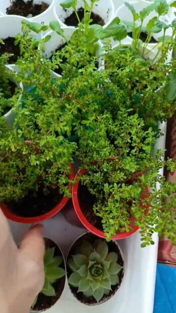 Pilea Microphylla 🌿 #пилея #домашниецветы #комнатныерастения смотреть онлайн