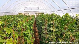 Выращивание саженцев винограда в теплице - 2024