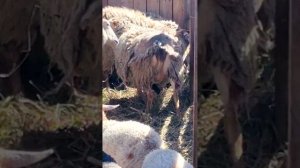 ГЛАДКОШЁРСТНЫЕ ЧУДО-БАРАНЫ: РАССКАЗЫВАЮ О ПОРОДЕ КАТУМ 🐑