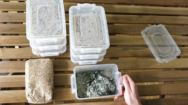 #54. Выращивание триходермы Trichoderma harzianum на перловой кру