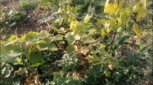 Обрезка однолетнего винограда  Вызревание лозы