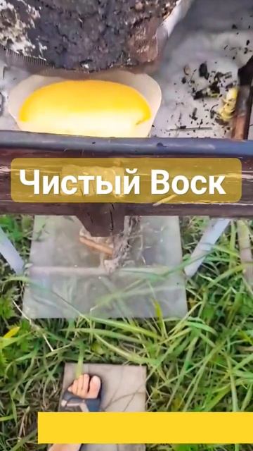 Воск из солнечной воскотопки #пчеловодство #воск #пчелы #пасека #вощина смотреть онлайн
