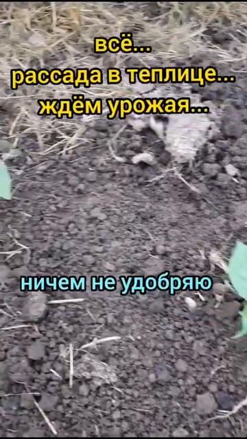 рассада в теплице смотреть онлайн