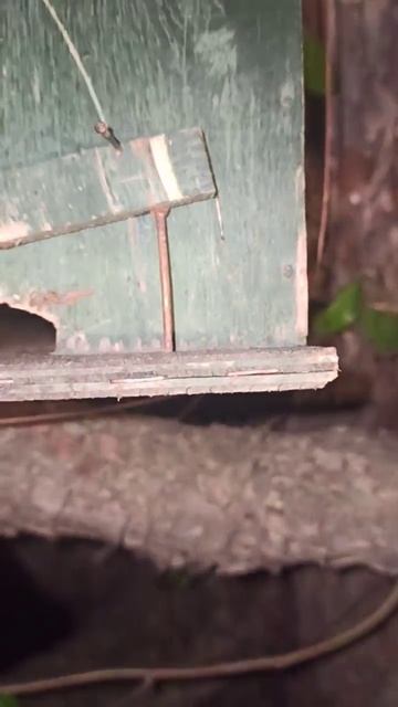 роеловство