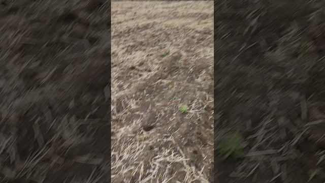 Испытали новый плуг. #кфх #farming #сельскоехозяйство #мтз смотреть онлайн