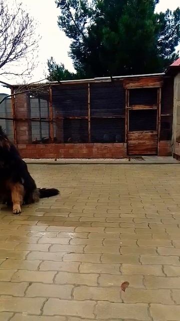 Курятник под охраной или первый в очереди за вкусными