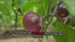 Полив овощей. Объём. Нормы. Время полива. Подробное опи