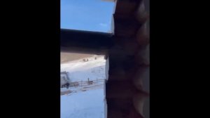 Дом из кедра на Алтае #дом #кедр #алтай