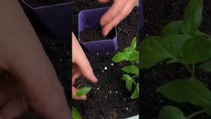 Пересадка рассады перца с Гроухелп Укоренитель!