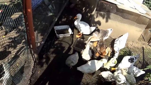 СКУМБРИЯ ГОРЯЧЕГО КОПЧЕНИЯ, В ДОМАШНИХ УСЛОВИЯХ. смотреть онлайн