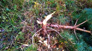 Бобры добры.  Детская танцевальная песня.  Beavers are kind.  A c