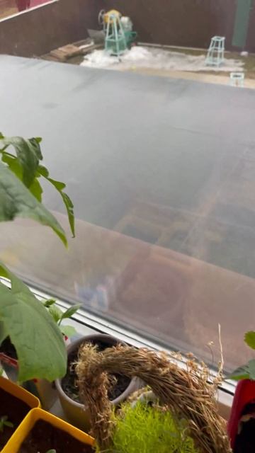 Клубничка на подоконнике 😎Кстати, очень сладкая #нов? смотреть онлайн