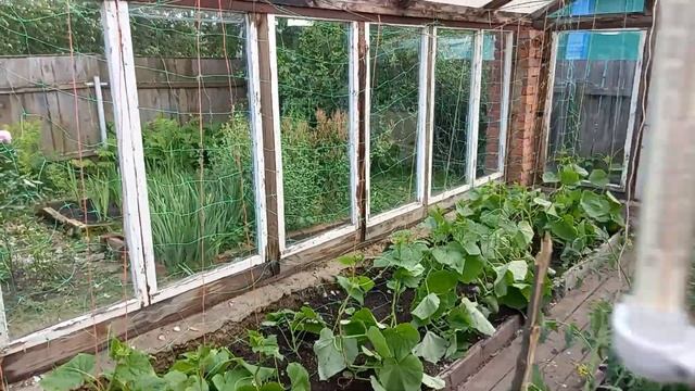 Теплица 30 июня 2024 год. смотреть онлайн