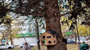 Белочка / Улица Стара-3агора