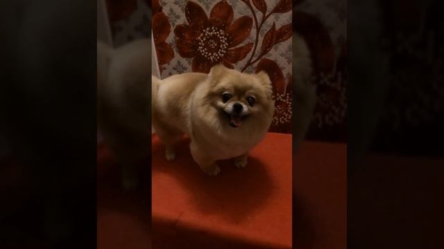 Стрижка шпица