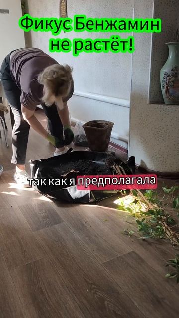 Фикус не растёт! #фикус #фикусы #фикусбенджамина #расте смотреть онлайн