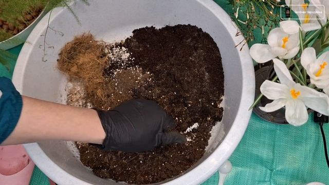 Пересадка на ФИТИЛЬНЫЙ ПОЛИВ аспарагуса Сетацеус Плю?